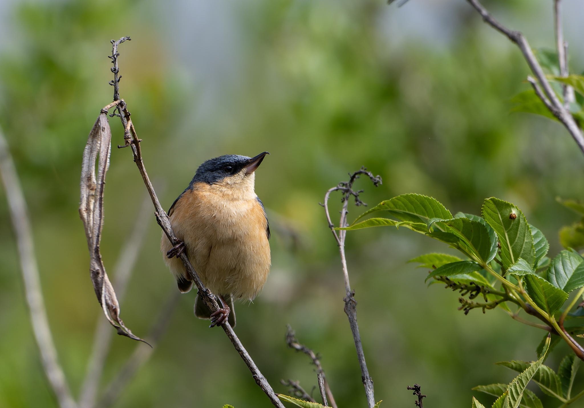 Rusty Flowerpiercer (Diglossa sittoides), photo 3