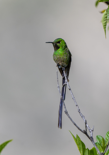 Green-tailed Trainbearer (Lesbia nuna)
