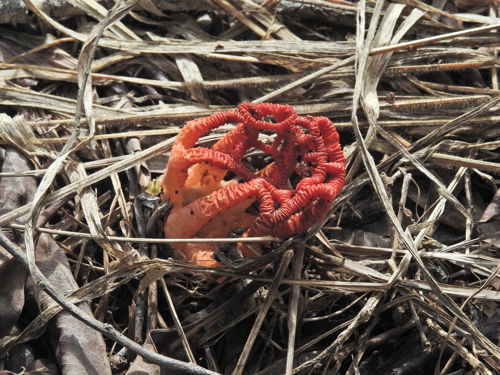 Colus pusillus · March 2026 · photo: © scottwgavins (iNaturalist, cc-by)