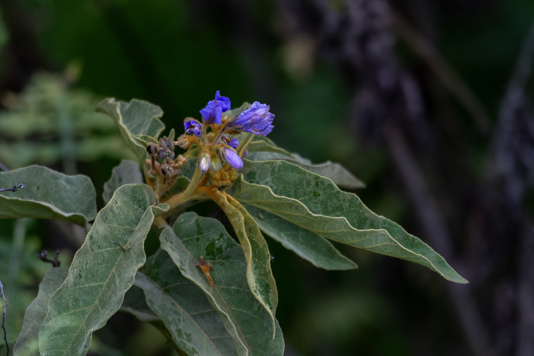Solanum glutinosum