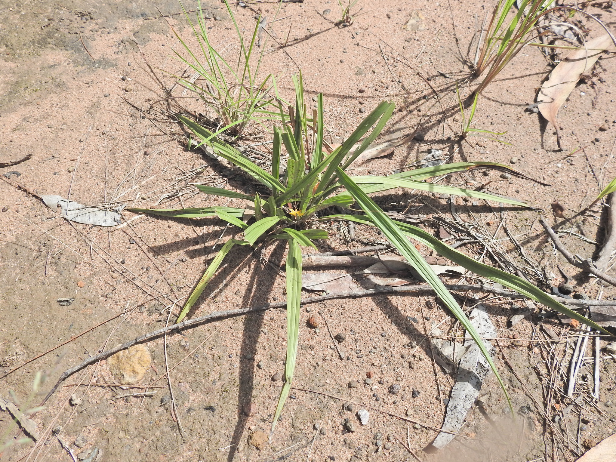Curculigo ensifolia