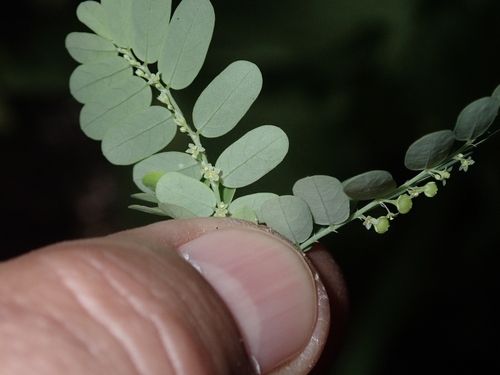 Phyllanthus amarus observed 2026-02-16