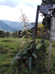 Tillandsia fendleri