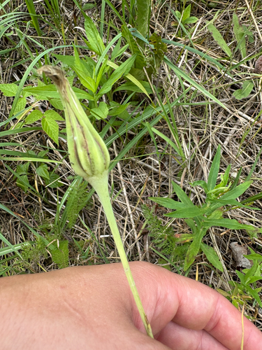 Jack-Go-To-Bed-At-Noon (Tragopogon pratensis)