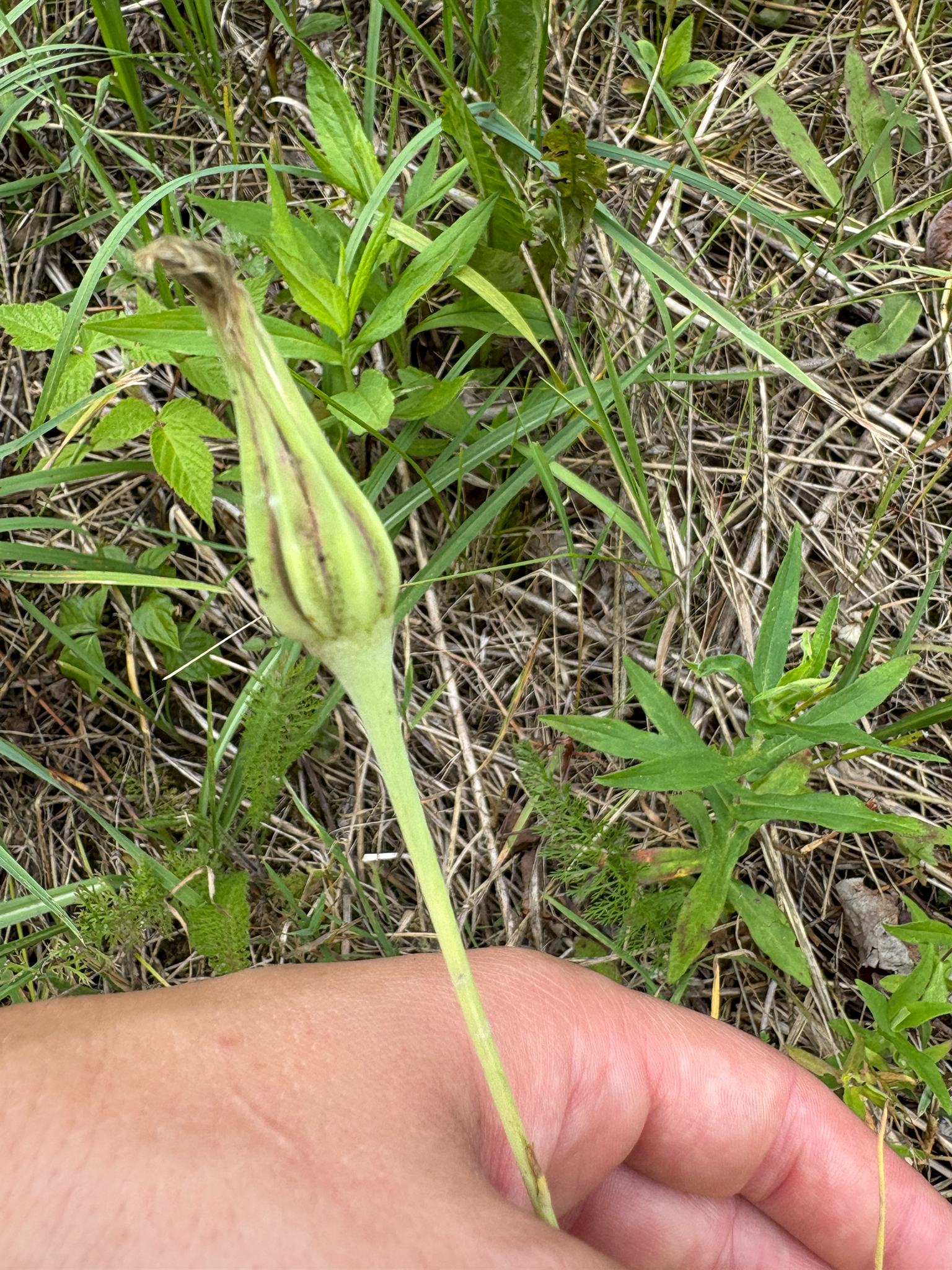 Jack-Go-To-Bed-At-Noon (Tragopogon pratensis)