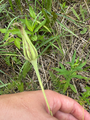 Salsifis Des Prés (Tragopogon pratensis)