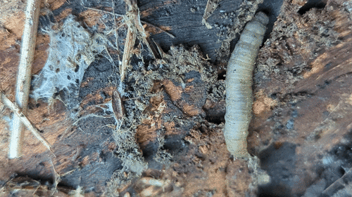 Unknown species found near Palo Alto, CA 94306, USA
