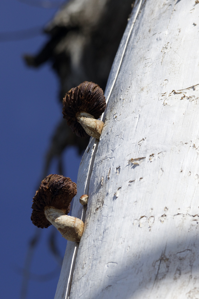 Hemipholiota populnea · March 2026 · photo: © johnkrampl (iNaturalist, cc-by)