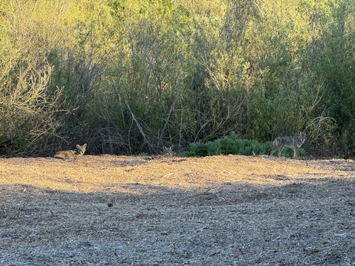 iNaturalist observation photo of Coyote