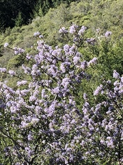 Ceanothus cuneatus ramulosus