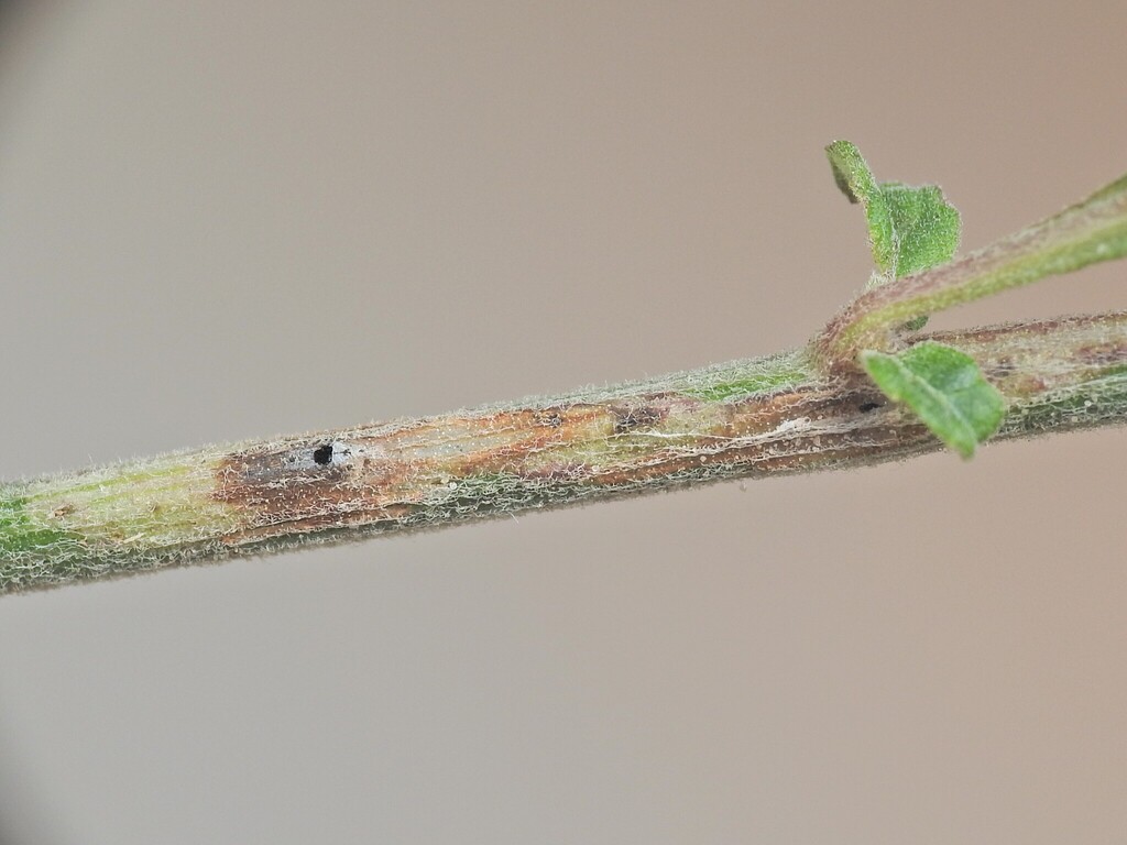 Ophiomyia atralis