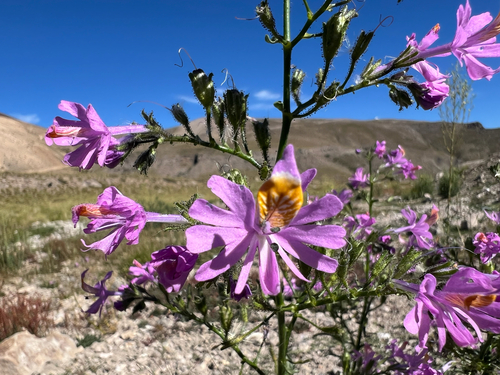 Schizanthus hookeri, photograph 6