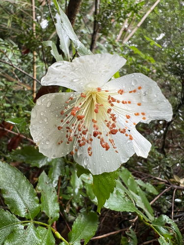 Eucryphia glutinosa, photograph 4