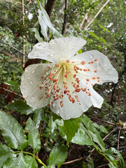 Eucryphia glutinosa, photograph author not stated, no rights reserved