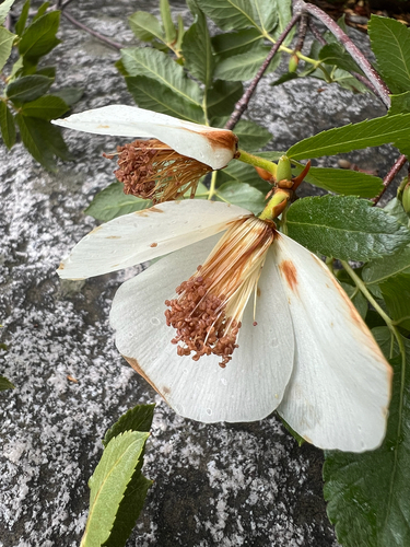 Eucryphia glutinosa, photograph 5
