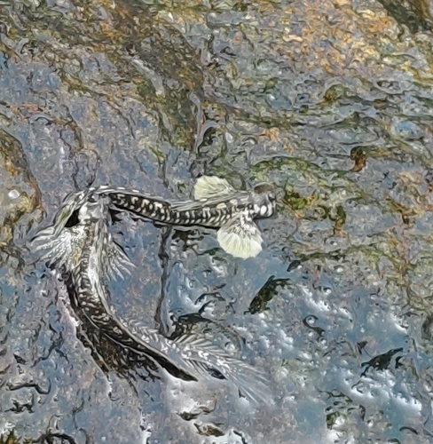 Alticus saliens