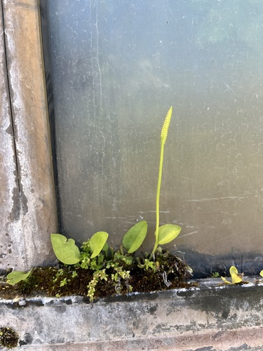 Ophioglossum petiolatum observed 2026-02-28