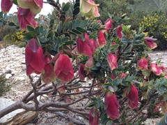 Pimelea physodes