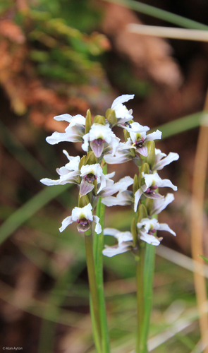 Prasophyllum suttonii, 2026-02-28