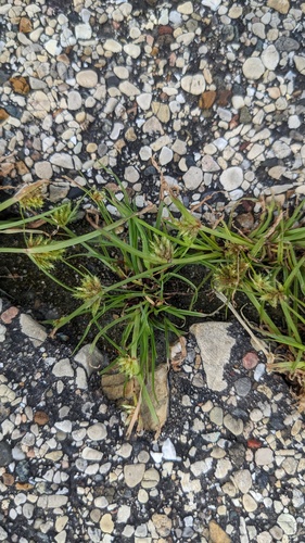 Bearded Flatsedge (Cyperus squarrosus)