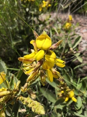 Eriosema grandiflorum