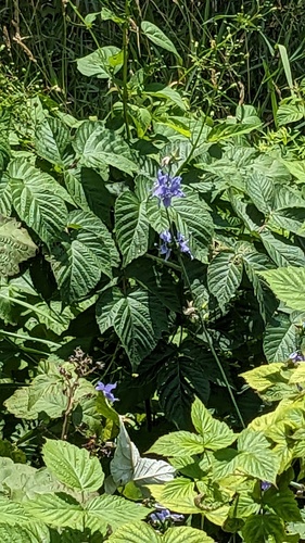 tall bellflower (Campanulastrum americanum)