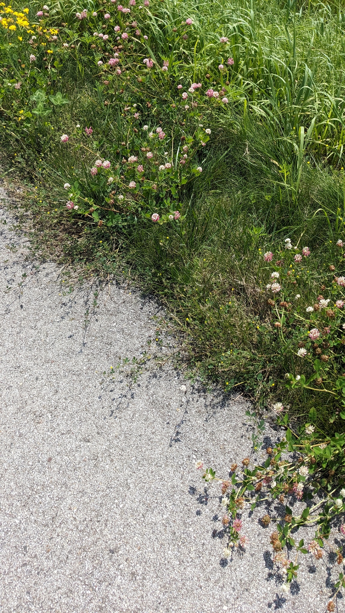 Alsike Clover (Trifolium hybridum)