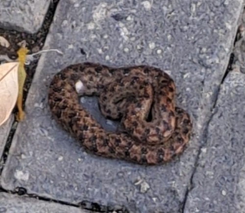 Jamaican Brown Dwarf Boa