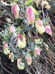 Pimelea physodes