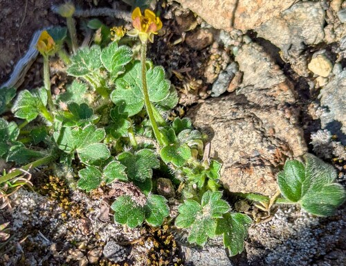 Hairy Buttercup (Ranunculus scapigerus)