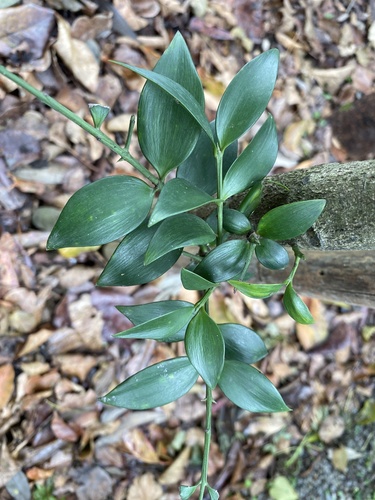Asian bayberry