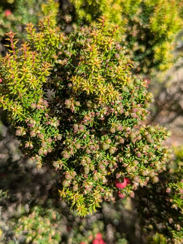 Mountain Pinkberry (Leptecophylla parvifolia)
