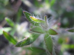 Xanthosia huegelii