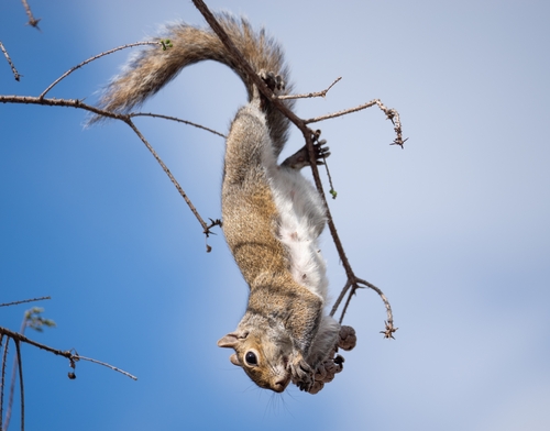Eastern Gray Squirrel