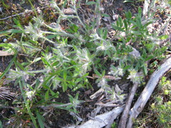Xanthosia huegelii