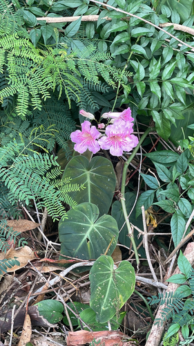 Podranea ricasoliana observed 2026-03-02