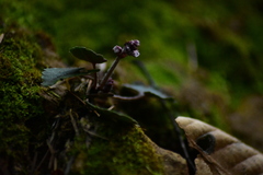 Veronica regina-nivalis