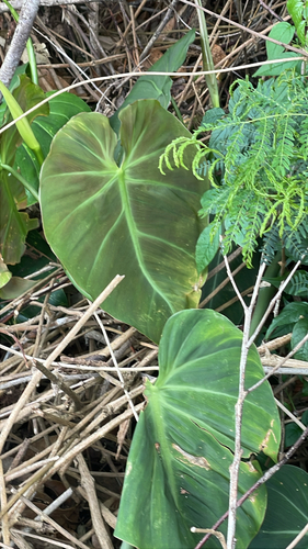 Philodendron hederaceum observed 2026-03-02