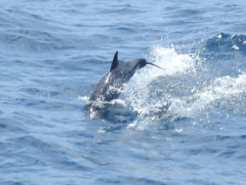 Stenella longirostris