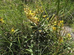 Eriosema grandiflorum