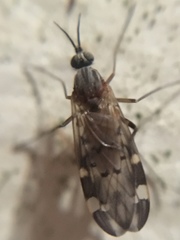 Sylvicola alternatus