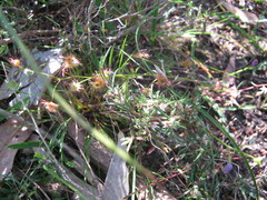 Laxmannia orientalis