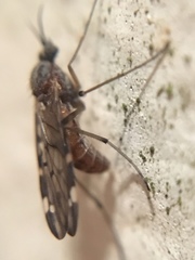 Sylvicola alternatus