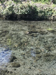 Tachybaptus ruficollis poggei