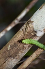 Anolis alutaceus