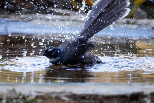 White-throated Fantail (Rhipidura albicollis), photo 9