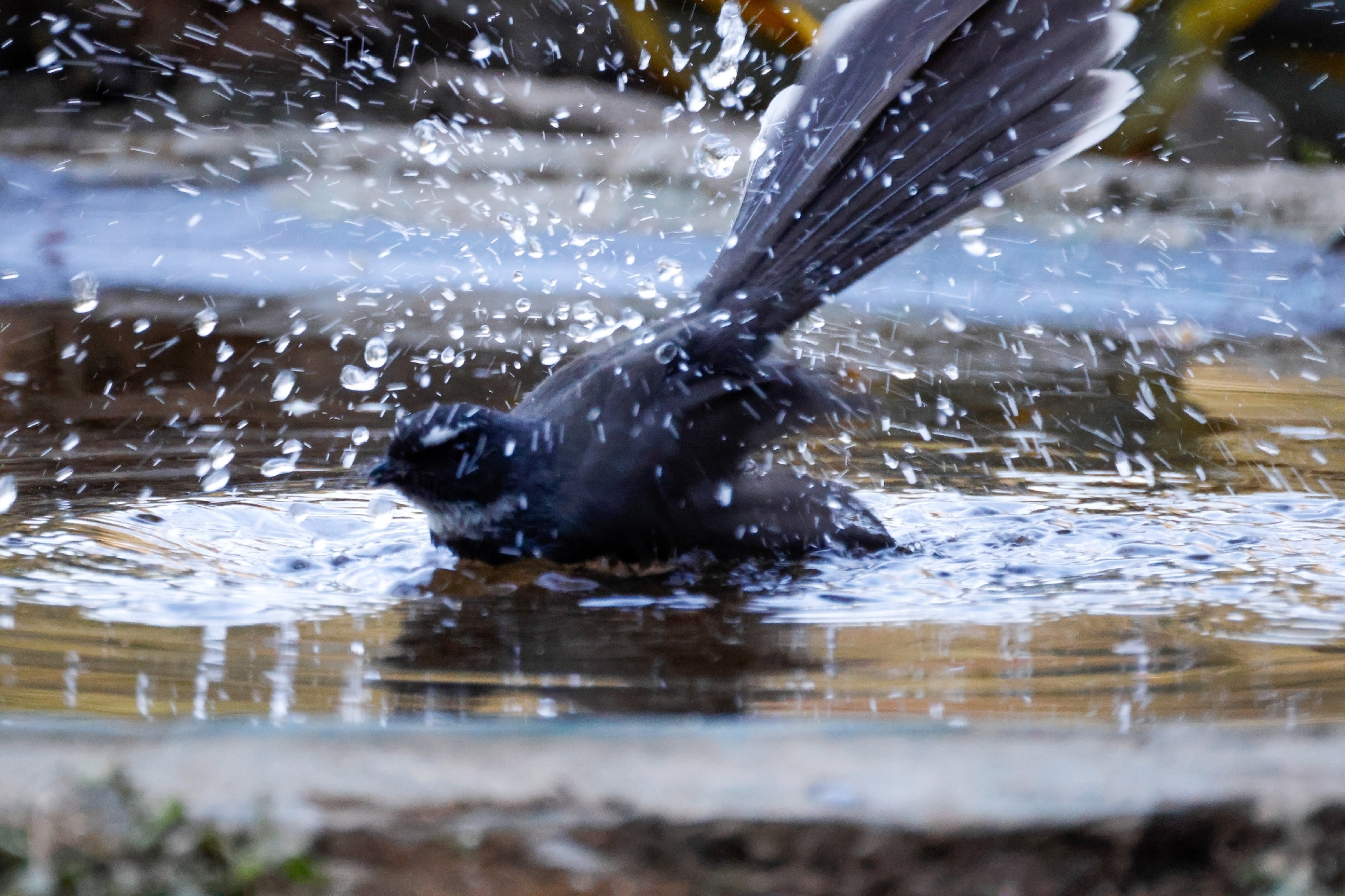 White-throated Fantail (Rhipidura albicollis), photo 6
