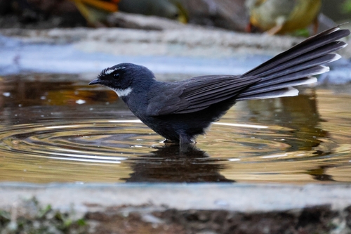 White-throated Fantail (Rhipidura albicollis), photo 7