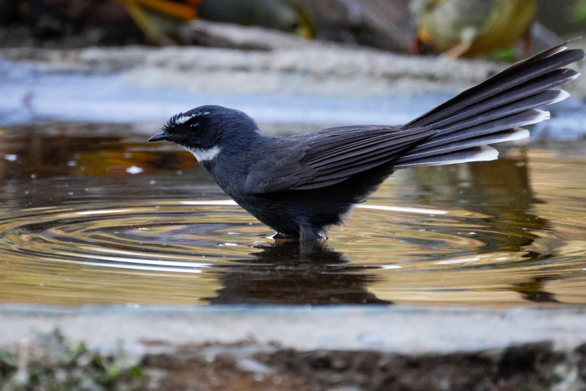 White-throated Fantail (Rhipidura albicollis), photo 7