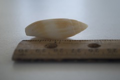 Nebularia edentula